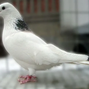 A legfigyelemreméltóbb fehér színű legfigyelemreméltóbb galambok top-5